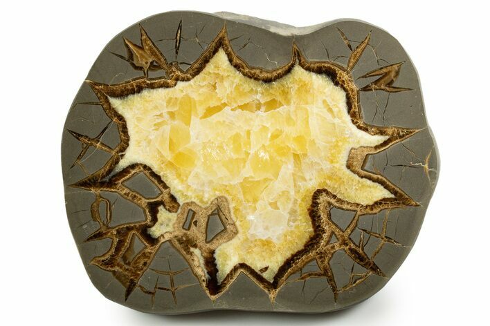 Polished Septarian Slab - Utah #338250